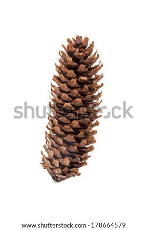 fir-cone on the white isolated background
