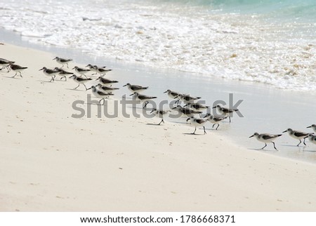 little long-legged birds looking for food on the sandy beach