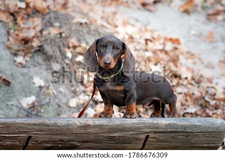 autumn photoshoot with mini dachshund puppy Royalty-Free Stock Photo #1786676309