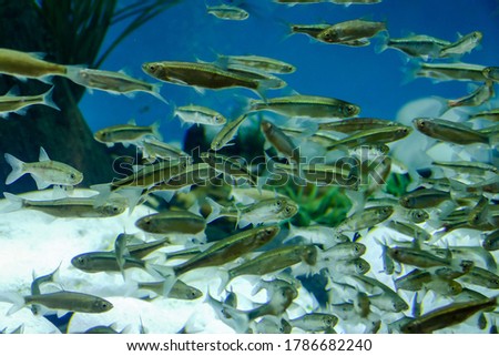 fish in aquarium, digital photo picture as a background