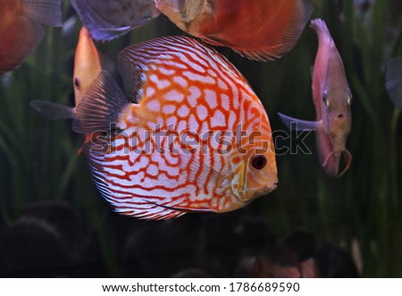Red and white discus (pompadour fish) are swimming in fish tank Symphysodon aequifasciatus is American cichlids native to Amazon river, South America, popular as freshwater aquarium fish.