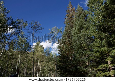 Tall trees and blue skies