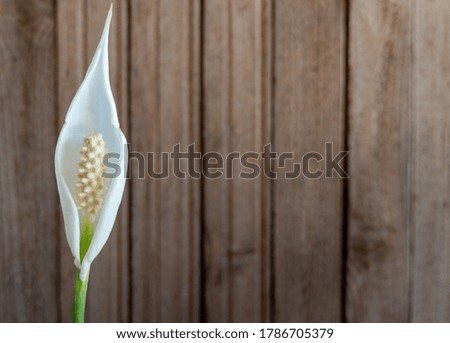 white inflorescences of Spathiphyllum on the background of wooden wall. Copy space