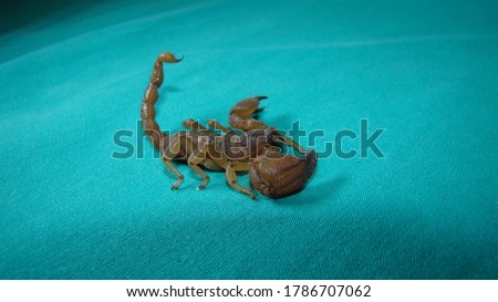 scorpion isolated.
scorpion on a green background.
close up yellow scorpion.
closeup scorpion.
insects, insect, bugs, bug, animals, animal, wildlife, wild nature, forest, woods, garden, park