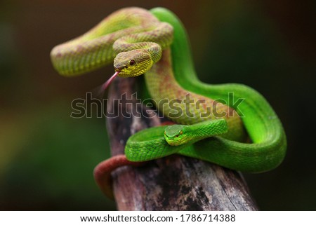 Two pit viper snakes hanging from a tree and ready to attack.