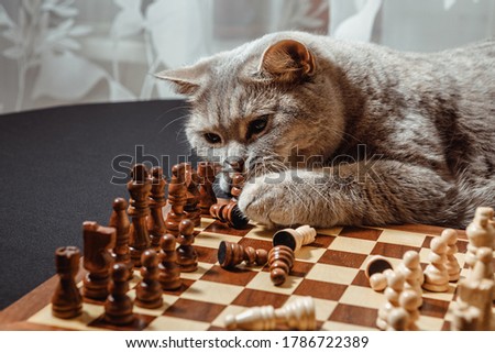 Grey cat playing with carved wooden chess pieces on a chessboard