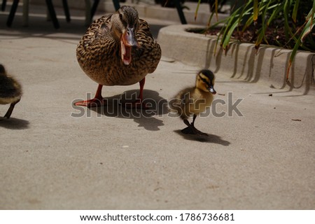 Baby and Mother Duckling on Sidewalk