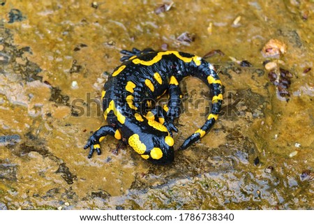 Fire Salamander, Salamandra salamandra, spotted amphibian on the stone.