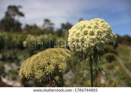 picture of carrot flowers in garden using for education or background image