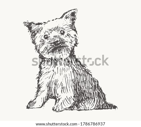 Yorkshire Terrier. Hand drawn vector illustration of a dog. Realistic sketch