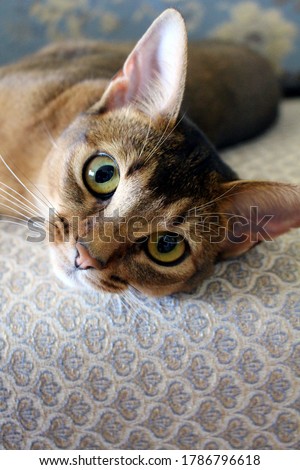 Portrait of the Abyssinian cat. Predatory gaze