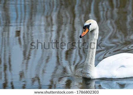 Swan Swimming Along The River