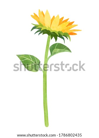 Sunflower plant with stalk and leaves clipart, hand drawn watercolor stock illustration. Single yellow flower isolated clip art.