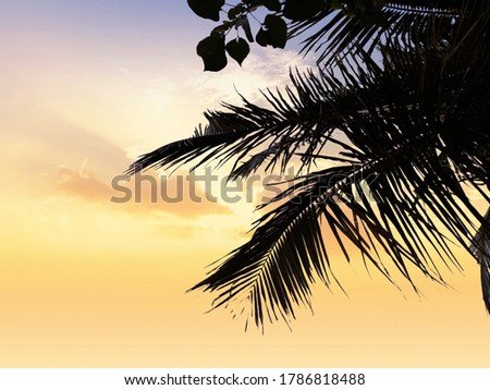 coconut branches in sky silhouette image
