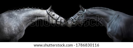 Two Horse portrait in bridle on black background Royalty-Free Stock Photo #1786830116