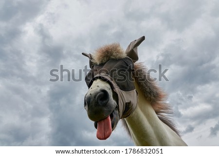 House horse ( Equus caballus ) with eye protection also fly protection mask, the red tongue hangs out, Germany. Royalty-Free Stock Photo #1786832051