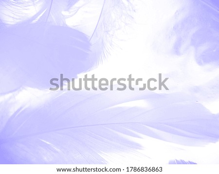 Beautiful abstract white and purple feathers on white background and soft white feather texture on pink pattern and purple background, feather background, pink banners