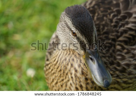 This photograph showcases a beautiful female Mallard Duck with intricate brown patterns on her feathers and a striking grey beak that adds to her unique features.