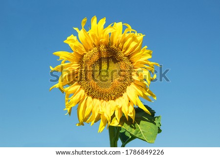Beautiful sunflower on the field against the blue sky. Copy space