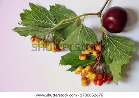 Viburnum with green leaves and cherry plum on a light background with a gradient. Selective focus with copy space. Banner, wallpaper, postcard.
