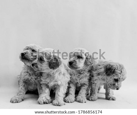 Four mini toy poodles playing, with white background