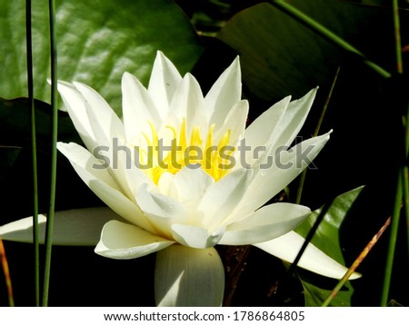 A large white very beautiful water Lily on a green background of plants