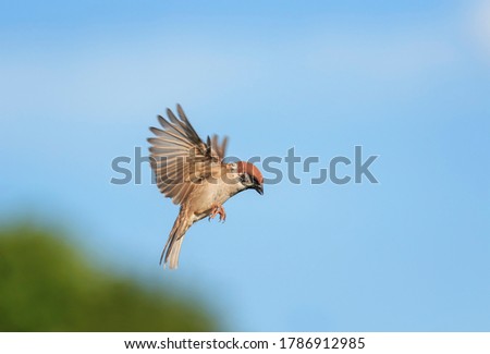 small bird Sparrow flies in a summer Sunny garden on the background blue sky Royalty-Free Stock Photo #1786912985