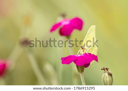 Vibrant reddish pink rose flower visited by a small yellow Lemon Butterfly with a natural out of focus blurred background