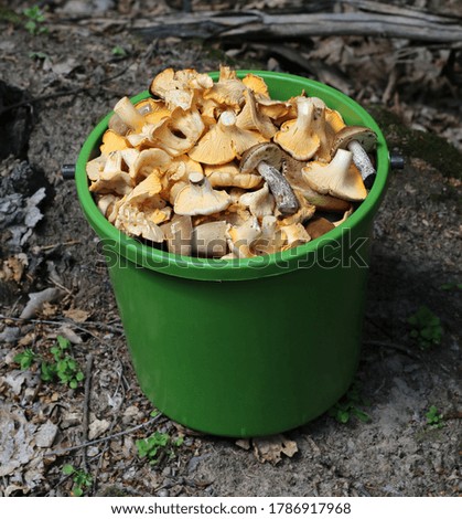 Picked edible fungi in a green bucket. Golden chanterelle and brown cap boletus. Trophies of a mushroom hunt for vegan food