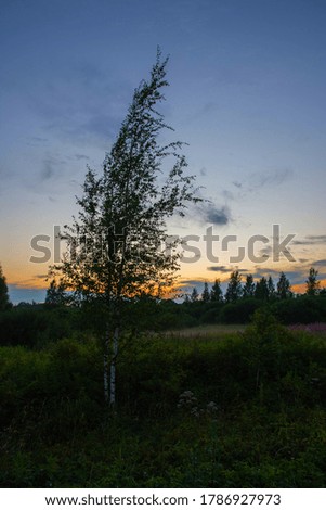 Evening summer landscape Silhouette birches against the background of a rural field with flowers and the sunset sky