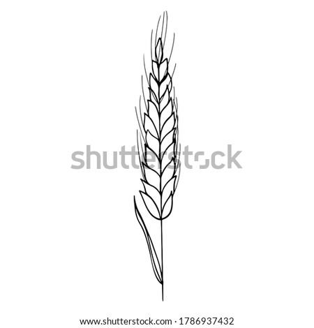 Cute kawaii trend one spikelet of wheat isolated on white background. Doodle contour sketch gentle digital art. Print for packaging, advertising, banner, wrapping paper, brand