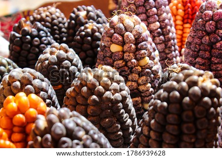 Variety of colored organic Peruvian corn