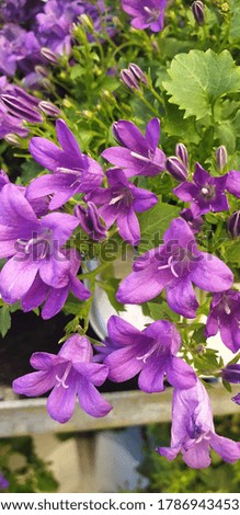 This picture is campanula flowers 