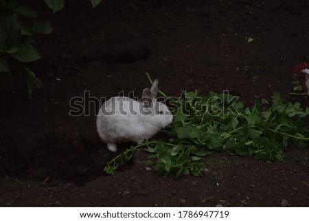 rabbit in the forest eating greenery