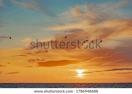 seasonal migration of birds against the background of the setting sun