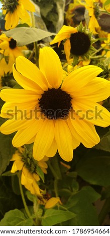 This picture is beautiful sunflower 