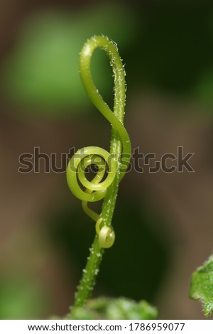 Treble clef musical note in nature  Royalty-Free Stock Photo #1786959077