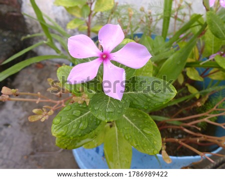 This beautiful flower is perfect picture for background images.It look so attractive.