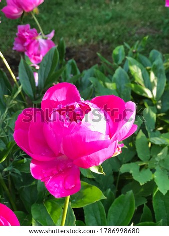 Bright pink flower with water drop on its petal next to green leaves and grass, botanical virtual background, space for text, floral backdrop for product image in online store