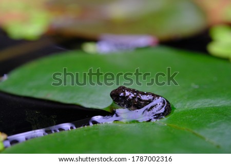 Close up image of froglet toad on fresh green lily pad in morning sunlight.