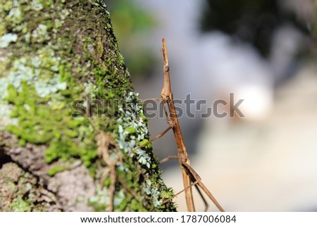 Stick insect, stick-bug, walking stick, or bug stick