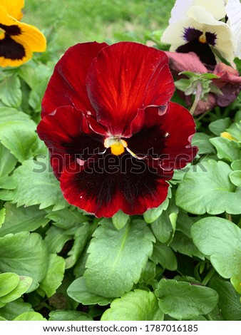Beautiful burgundy/red pansy popping with color