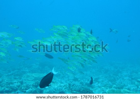 lots of yellow tail fish with some other black fish in palau