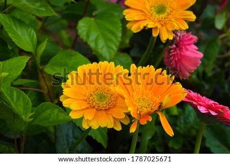 Beautiful orange colour color calendula officinalis compositea field marigold flower bloom