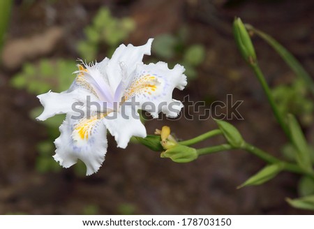 White Fringed Iris