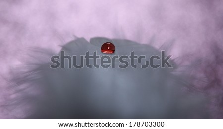 An abstract image of a delicate white feather with a red water drop and a soft pink background