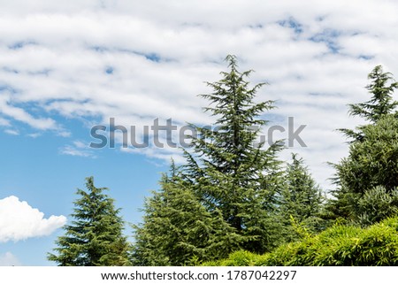 Background of green trees and cloudy sky.