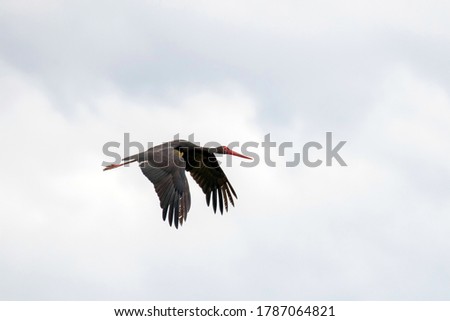 Black Stork in Flight (Ciconia nigra)  Royalty-Free Stock Photo #1787064821