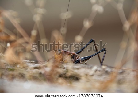 Locusts in nature. Beautiful pictures of locust
