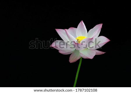 LOTUS flower floral vietnam  pink 